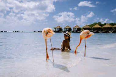 Plajda pembe flamingolu Aruba plajı, Aruba Adası Karayiplerinde flamingo.