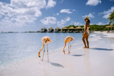 Plajda pembe flamingolu Aruba plajı, Aruba Adası Karayiplerinde flamingo.