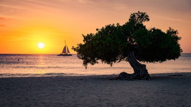 Aruba 'daki Kartal Sahili kıyısında Divi Dalış Ağaçları