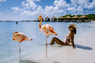 Plajda pembe flamingolu Aruba plajı, Aruba Adası Karayiplerinde flamingo.