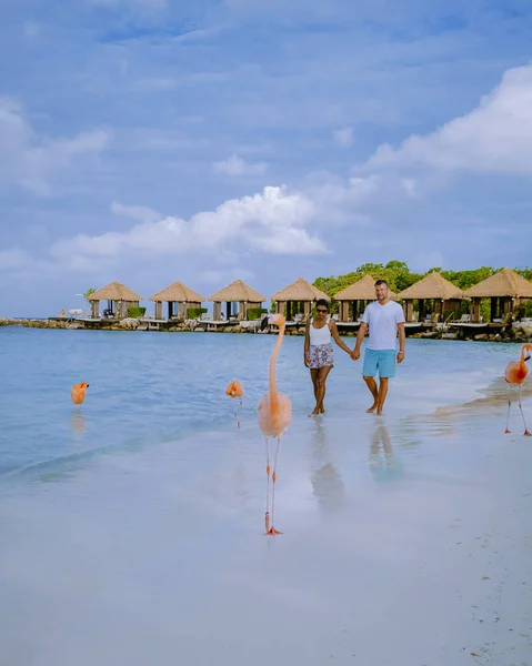 Plage d'Aruba avec flamants roses à la plage, flamant rose à la plage de l'île d'Aruba Caraïbes — Photo