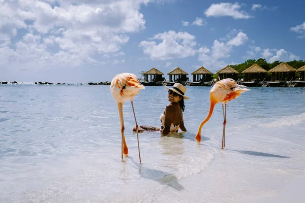 Plajda pembe flamingolu Aruba plajı, Aruba Adası Karayiplerinde flamingo.