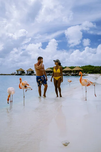 Aruba strand rózsaszín flamingókkal a strandon, flamingó a strandon Aruba sziget Karib-tenger — Stock Fotó