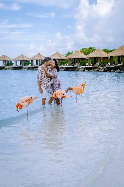 Plajda pembe flamingolu Aruba plajı, Aruba Adası Karayiplerinde flamingo. — Stok fotoğraf