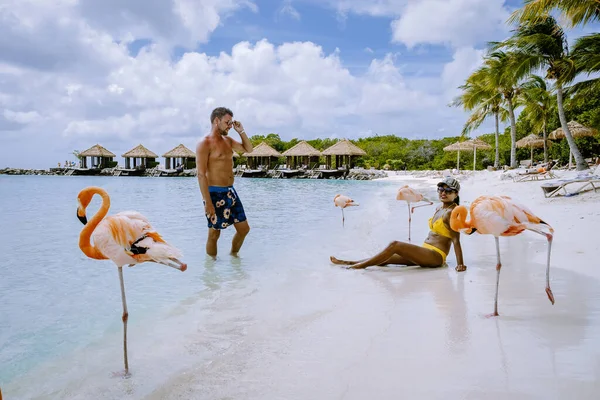 Aruba beach with pink flamingos at the beach, flamingo at the beach in Aruba Island Caribbean — Stock Photo, Image