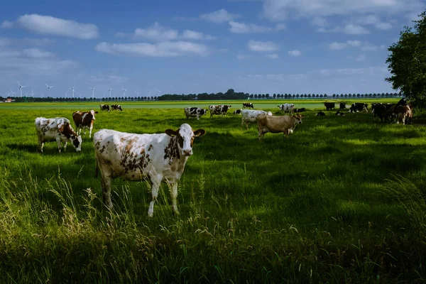 Nederlandse Bruine en Witte koeien, Urk Nederland — Stockfoto