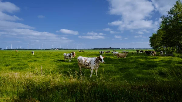 Holandské hnědé a bílé krávy, Urk Netherlands — Stock fotografie