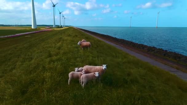 Offshore větrný park s mraky a modrou oblohou, větrný park v oceánu drone letecký pohled s větrnou turbínou Flevoland Nizozemsko Ijsselmeer — Stock video