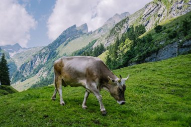 Ebenalp, İsviçre 'deki Appenzell yakınlarında Seealpsee Gölü. Dağda bir inek.
