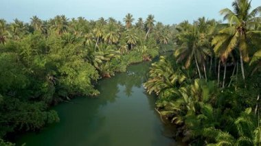 A tranquil river flows gently through vibrant green palm trees in Thailand. Sunlight filters through the leaves, creating a serene tropical atmosphere. Natures beauty is on full display.