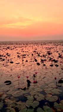 Nefes kesen bir günbatımı, Udon Thani 'deki kırmızı lotus gölünde çiçek açan nilüfer çiçekleriyle süslenmiş Tayland' ın sakin sulak arazisinin üzerinde canlı renklerle gökyüzünü boyar.