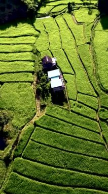 Tayland 'ın üzerinde süzülür gür pirinç terasları, canlı yeşil tarlalar ve büyüleyici geleneksel bir ev parlak mavi gökyüzünün altında büyüleyici bir manzaraya karışır..