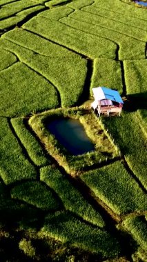 Kuzey Tayland 'daki canlı yeşil bir arazide yuva yapmış pirinç teraslarının nefes kesici güzelliğini keşfedin. Huzurlu gölet bu kırsal ortamın huzurlu atmosferini arttırır..