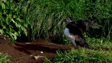 İzlanda 'nın çarpıcı manzarasında renkli bir martı canlı yeşil çimenlerin üzerinde gururla durur. Bu an, engebeli kıyı manzarasının ortasındaki vahşi yaşamın güzelliğini yakalar..