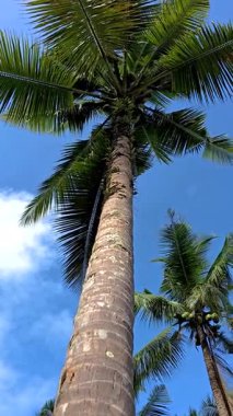 Sallanan palmiye ağaçları Koh Kood Adası 'nda canlı mavi bir gökyüzüne karşı yükseliyor. Bu tropikal cennet huzurlu manzaralar ve sakin bir atmosfer sunuyor. Rahatlamak ve doğayı takdir etmek için mükemmel..