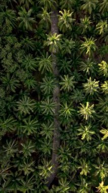 Koh Kood Adası 'ndaki dingin palmiye ağaçlarıyla kaplı patikalarda dolaş. Doğanın sükunetini hisset. Güneş ışığı yemyeşil suların arasından süzülüyor..