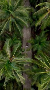 Tayland 'ın Koh Kood Adası' nın sakin güzelliğini keşfedin. Uzun palmiye ağaçlarıyla kaplı huzurlu bir patika ziyaretçileri keşfetmeye davet ediyor. Palmiye ağaçları olan bir yolun üst görünümü