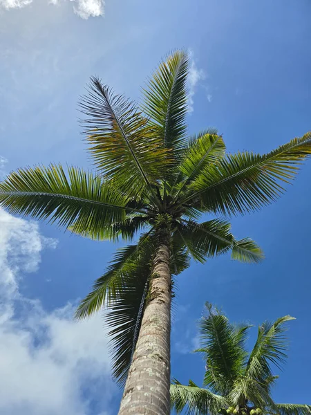 Koh Kood Adası 'ndaki tropikal esintide palmiye ağaçları hafifçe sallanıyor. Açık mavi gökyüzü bu dingin ada cenneti için mükemmel bir zemin oluşturur. Doğa bu huzurlu ortamda gelişiyor..
