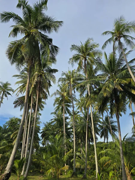 Koh Kood Adası 'nın güzelliğinin tadını çıkarın. Tayland' da rüzgarda hafifçe sallanan palmiye ağaçları.