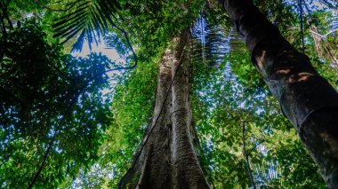 Khao Sok Tayland 'ın nefes kesici güzelliğini keşfedin, burada yükselen ağaçlar canlı yeşil bir tepe örtüsü oluşturur. Güneş ışığı yaprakların arasından süzülür, dingin orman atmosferini aydınlatır..