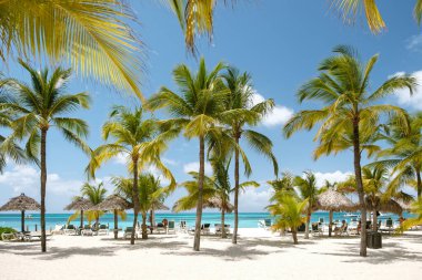 Aruba 'daki Palm Beach, rüzgarda sallanan canlı palmiye ağaçlarıyla çarpıcı bir sahil manzarası sergiliyor. Turistler sazdan yapılmış şemsiyelerin altında dinleniyor, berrak mavi suların ve ılık güneşin tadını çıkarıyorlar..