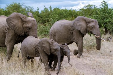 Bir fil ailesi Güney Afrika 'daki Kruger Ulusal Parkı' nın çayırlarında zarifçe ilerler. Bu barışçıl sahne doğal ortamlarını yakalıyor ve vahşi yaşam turizmini en iyi şekilde gösteriyor..