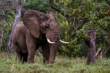 Devasa bir fil Kruger Ulusal Parkı 'nın yemyeşil alanlarında geziniyor. Bu canlı manzara ziyaretçilere, turizm için ideal olan doğal habitatında Afrika 'nın vahşi yaşamına bir bakış sunuyor..
