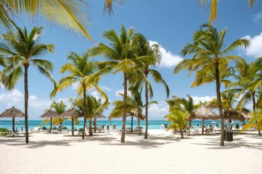 Altın kumların berrak turkuaz sularla buluştuğu Aruba, Palm Beach 'in güzelliğini deneyin. Sallanan palmiye ağaçlarının altında rahatla, tatil için ideal. Sıcak güneşin ve huzurlu atmosferin tadını çıkar..