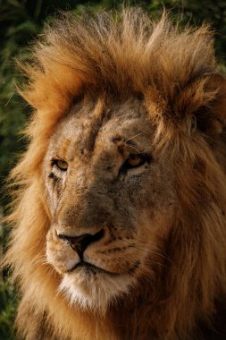 Muhteşem yeleli çarpıcı bir aslan Kruger Ulusal Parkı 'nın vahşi doğasına dikkatle bakıyor. Bu ikonik sahne Güney Afrika vahşi hayatının özünü ve doğanın güzelliğini yansıtıyor..