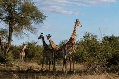 Zürafalar, Kruger Ulusal Parkı 'nda canlı bir gökyüzünün altında zarif bir şekilde gezinirler. Bu sahne, Güney Afrika 'daki vahşi yaşamın özünü yakalıyor. Macera arayan gezginler için mükemmel..