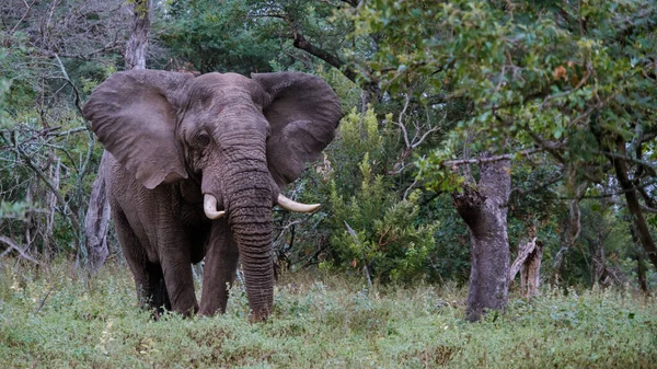 Güneş batmaya başlarken görkemli bir fil Kruger Ulusal Parkı 'nın yemyeşil bahçesinde yürüyor. Bu huzurlu an, Güney Afrika 'nın vahşi yaşamının ve doğal manzaralarının güzelliğini yakalıyor..