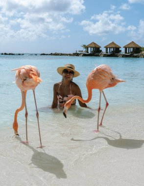 Aruba 'da, neşeli bir gezgin büyüleyici pembe flamingolarla çevrili sakin turkuaz okyanusta yürüyor. Güneş ışığı suda parlar ve mükemmel bir tropikal kaçış yaratır..