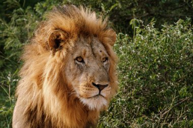 Bir kraliyet aslanı, Güney Afrika 'daki Kruger Ulusal Parkı' nda canlı yeşillikler arasında düşünceli bir şekilde duruyor..