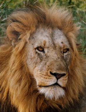 Yeşillik yelesi olan görkemli bir aslan Güney Afrika 'daki Kruger Ulusal Parkı' nın yabani otlarında dinleniyor..