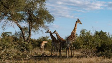 Huzurlu bir günde Kruger Ulusal Parkı 'nın canlı bitkilerinde zarif bir şekilde duran görkemli zürafalara tanık olun. Bu nefes kesici sahne Güney Afrika 'daki vahşi yaşamın özünü yakalıyor..