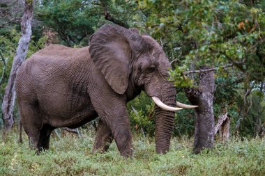 Güney Afrika 'daki Kruger Ulusal Parkı' nın büyüleyici manzaralarını keşfedin. Görkemli bir fil gür bitki örtüsü arasında özgürce dolaşır. Vahşi yaşam macerası ve doğal güzelliğin özünü somutlaştırır..