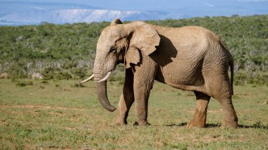 Filler Güney Afrika 'daki Addo Fil Parkı' nın verimli manzaralarında zarifçe dolaşırlar. Bu nefes kesici sahne, gün ışığında sakin bir doğal ortamda vahşi hayatın güzelliğini yakalar..
