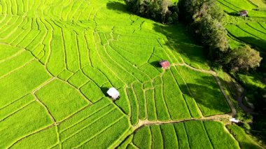 Kendinizi Chiang Mai, Tayland 'daki teraslı pirinç tarlalarının nefes kesici güzelliğine daldırın. Canlı yeşil manzara, doğanın sanatını ve yerel tarım geleneklerini gözler önüne seriyor..