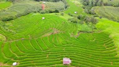 Chiang Mai, Tayland 'daki teraslı pirinç tarlalarının göz alabildiğine canlı yeşil manzaraların olduğu büyüleyici güzelliğini tecrübe edin. Karmaşık şablonlar barışçıl bir atmosfer yaratıyor.