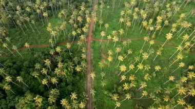 Yeşilliklerin arasında, Koh Mak, Tayland 'da uzun palmiye ağaçları yavaşça sallanıyor. Bu huzurlu cennet, yolcuları doğal güzelliğini keşfetmeye ve rahatlamaya davet ediyor..