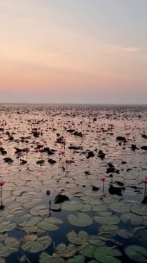 Nong Harn Gölü 'nün dingin sularında açan kırmızı nilüfer çiçekleri hayret verici bir gün batımında, Kızıl Lotus Denizi, Udon Thani, Tayland, gün doğumunda ahşap bir teknenin önünde bir kadın.