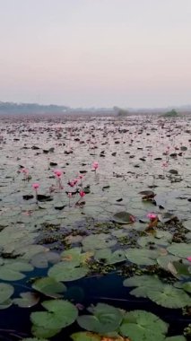 Nong Harn Gölü 'nün dingin manzarasına tanık olun. Canlı kırmızı nilüfer çiçekleri yemyeşil alanda gelişir. Kızıl Nilüfer Denizi 'nde, Udon Thani Tayland' da tahta bir teknede bir kadın.