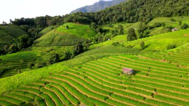 Chiang Mai, Tayland 'ın nefes kesici pirinç teraslarını keşfedin, yemyeşil ve dingin dağların çarpıcı bir zemin oluşturduğu.