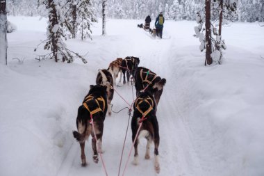 Hevesli köpeklerden oluşan bir ekip kar kaplı Akaslompolo, Laponya 'nın büyüleyici manzaralarında yol alırken büyülü bir kış deneyimi yaşayın..