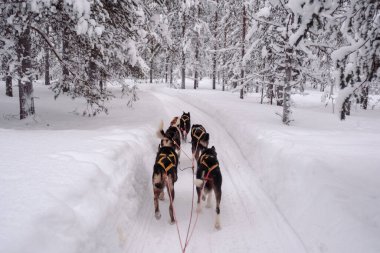 Bir grup kurt köpeğinin, Akaslompolo, Laponya 'nın büyülü karla kaplı ormanlarında bir kızağı çekerken neşeli bir yolculuğa çıkın..