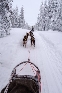 Akaslompolo, Lapland, Finlandiya 'da köpek kızağının heyecanını yaşayın. Enerjik köpeklerden oluşan bir ekip, yüksek ağaçlarla çevrili karlı bir patika boyunca bir kızak çeker..