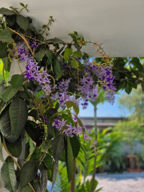 Serin tropikal bir bahçedeki yemyeşil yapraklardan zarif bir şekilde sarkan renkli çiçekler. Mekan huzur ve güzellik saçıyor. Bang Lamung, Tayland 'ı keşfeden doğa aşıkları için mükemmel..