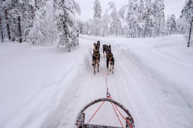 Finlandiya 'nın Akaslompolo şehrinde karla kaplı ağaçlar çarpıcı bir kış manzarası oluşturuyor. İki enerjik kızak köpeği dar ve karlı bir yolda bir kızak çeker ve heyecan verici bir macera yaratırlar..