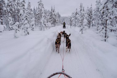 Köpeğin Akaslompolo 'nun büyüleyici karlı manzaralarında kızakla kaymasının heyecanını yaşayın. Laponya Kış Diyarı 'nın huzurlu güzelliklerinin tadını çıkarın coşkulu kızak köpekleriyle.
