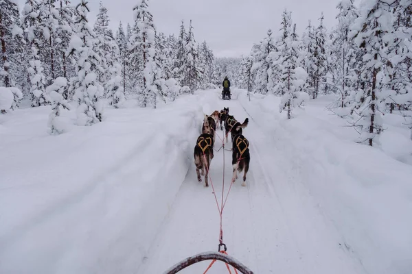 Köpeğin Akaslompolo 'nun büyüleyici karlı manzaralarında kızakla kaymasının heyecanını yaşayın. Laponya Kış Diyarı 'nın huzurlu güzelliklerinin tadını çıkarın coşkulu kızak köpekleriyle.